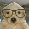 perrito.blobin