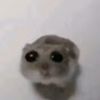 moggedbytyler