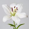 white_lily_313