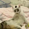 phuongdichs