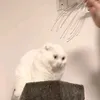 gnomvpole