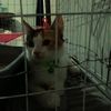 mocciicat