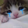 meovang0605