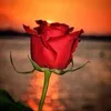 shara.sh.tofiq