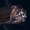 viperfish_deepsea.gaming
