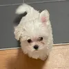 juliatokyo0
