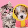 petcare024