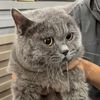 global_kittenc