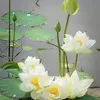 thanh.hoa6555