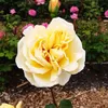 jiyan_mzeri93