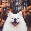 bob14091401