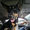 ariesthehuskyshepard