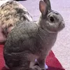 swordbunnies