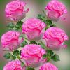 user2708142715135