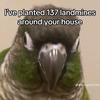 parrot.123