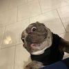 stronzosammy