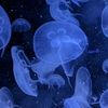 sad.jellyfish7
