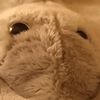 thatdumb_stingray