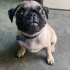 Denver el Pug