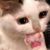 mini_cat481