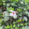 thepinkninja5627