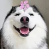 Pets Cute