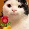 tolaboi_004