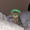 zoro_1xp