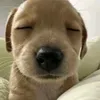 ngxkhiem