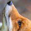 the_foxtj