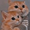oyen8211