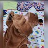 .syafiqah1