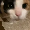lizcuyperss