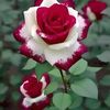 user259193610707