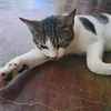 keyllaoi