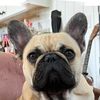 tinyfrenchpotato