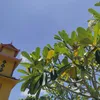ybinh11520
