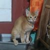 haris.adriansyah