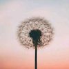 dandelions5975