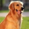 goldenretriever9pet