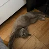 tommy.pawss