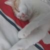 gatita_blanquita1
