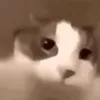 chap.vr0