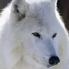 gunilla8