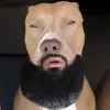 dog_7271