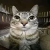 irili.0