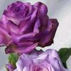 njoud5586