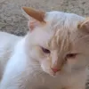 bichinhosfofinhos3