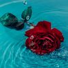 rahaf05083