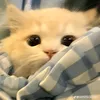 mmeomeozz